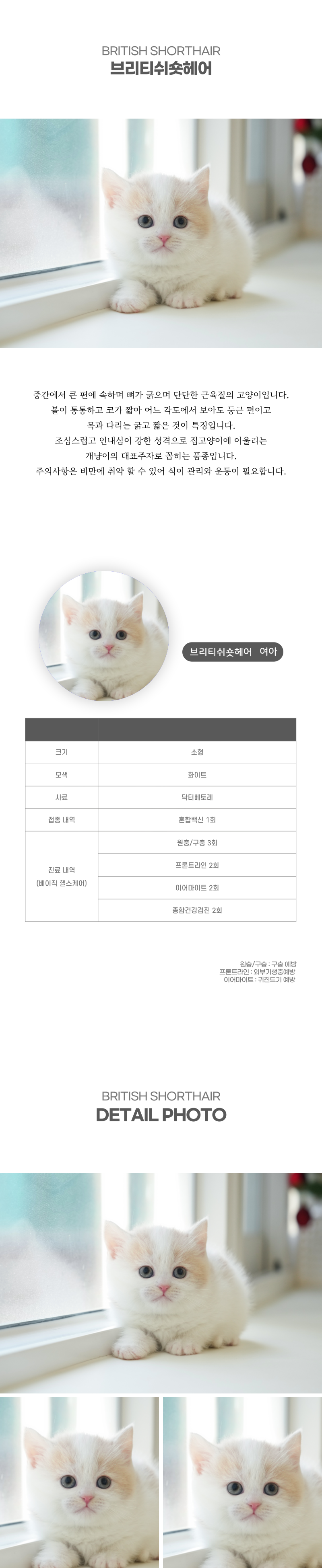 브리티쉬숏헤어_상세이미지_2